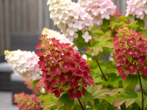 Hydrangea quercifolia 'Ruby Slippers'