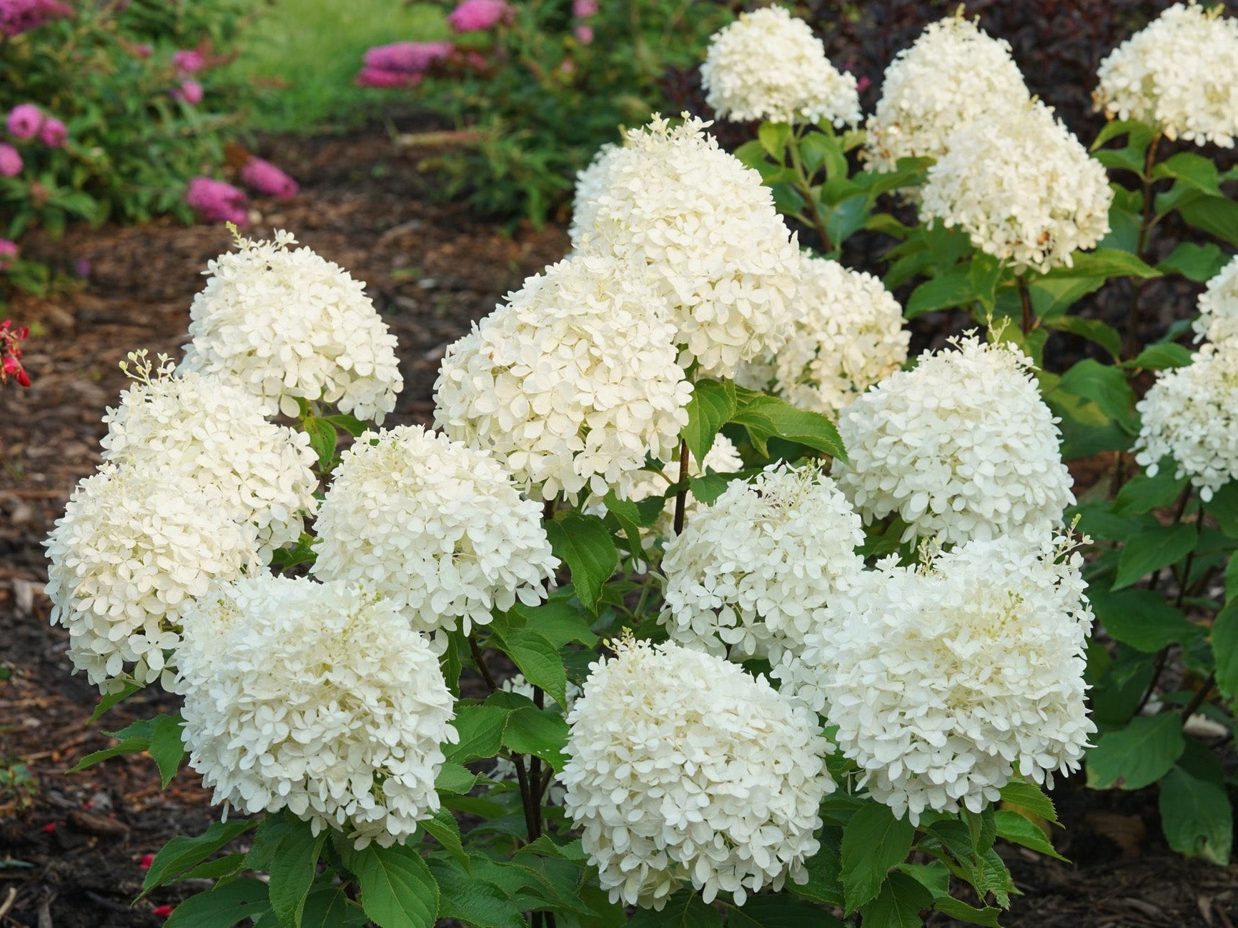 Hydrangea paniculata - Puffer Fish®