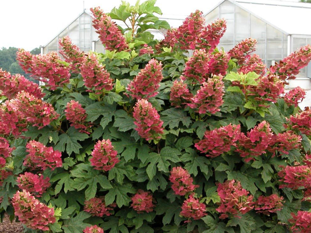 Hydrangea quercifolia 'Ruby Slippers'