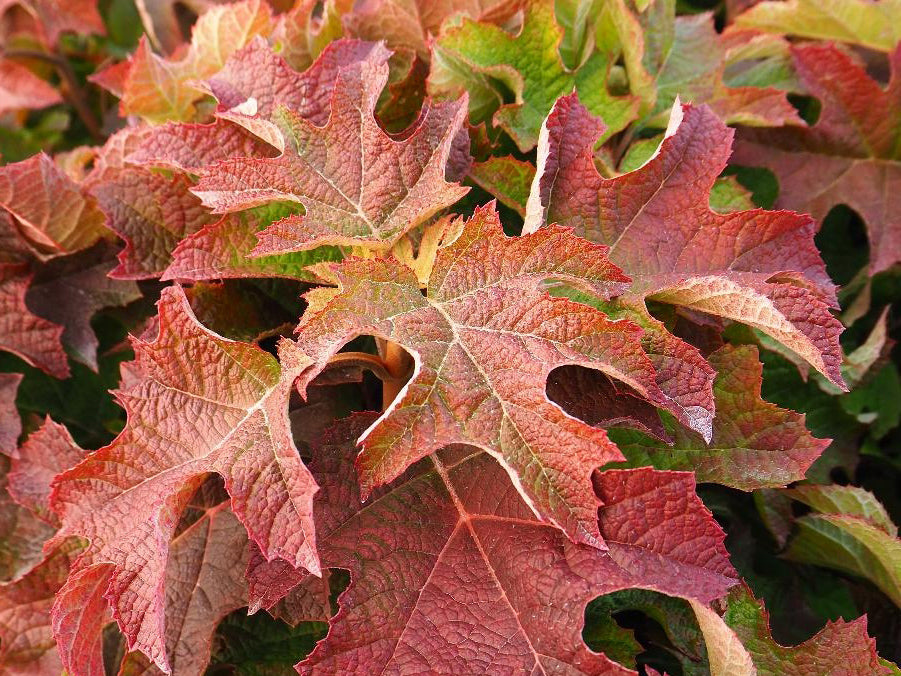 Hydrangea quercifolia 'Ruby Slippers'