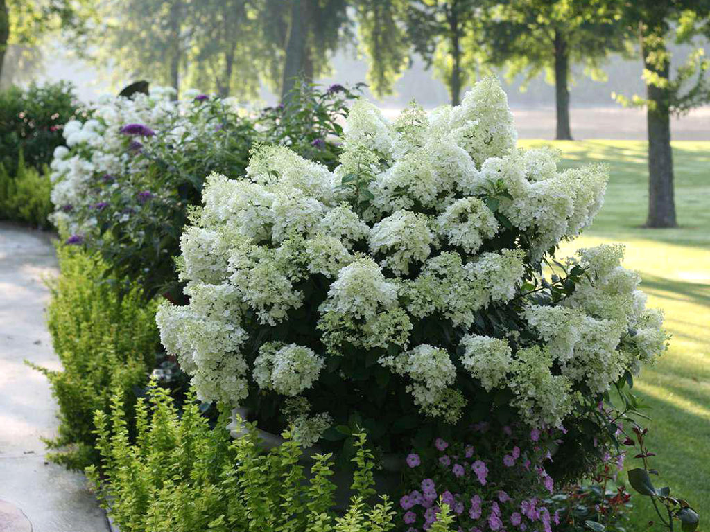 Hydrangea paniculata - Puffer Fish®