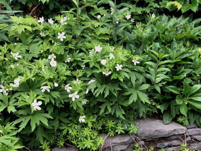 Anemone canadensis - Meadow Anemone