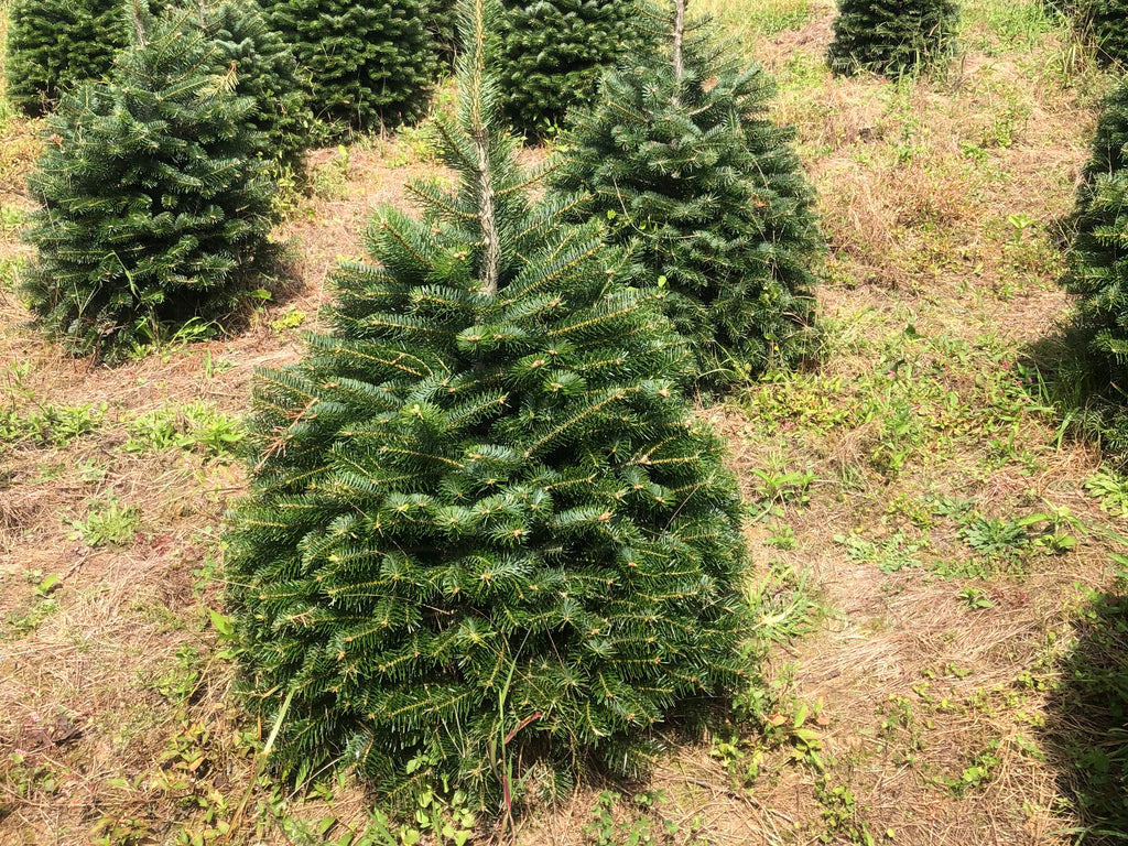 Turkish Fir