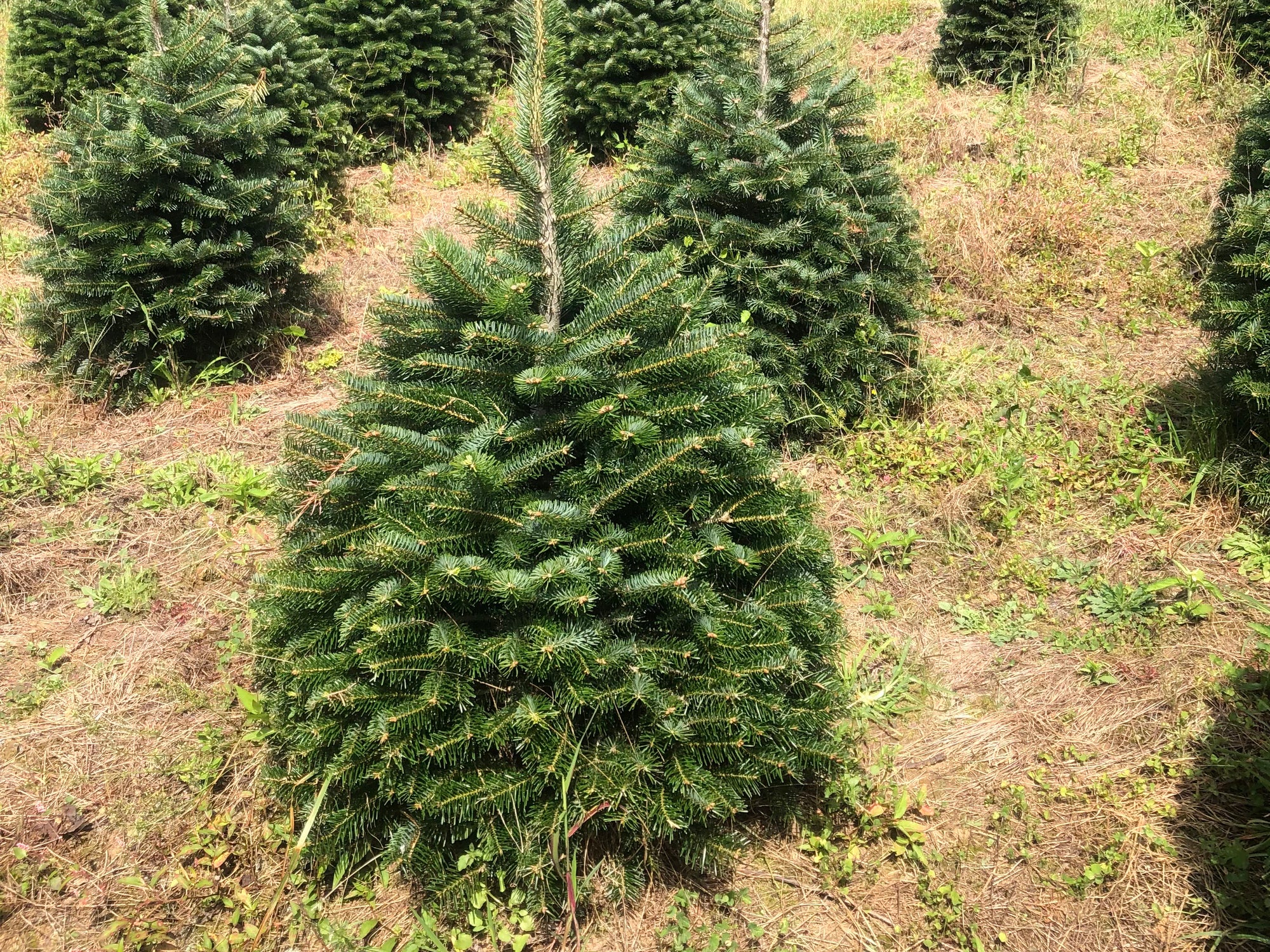 Turkish Fir