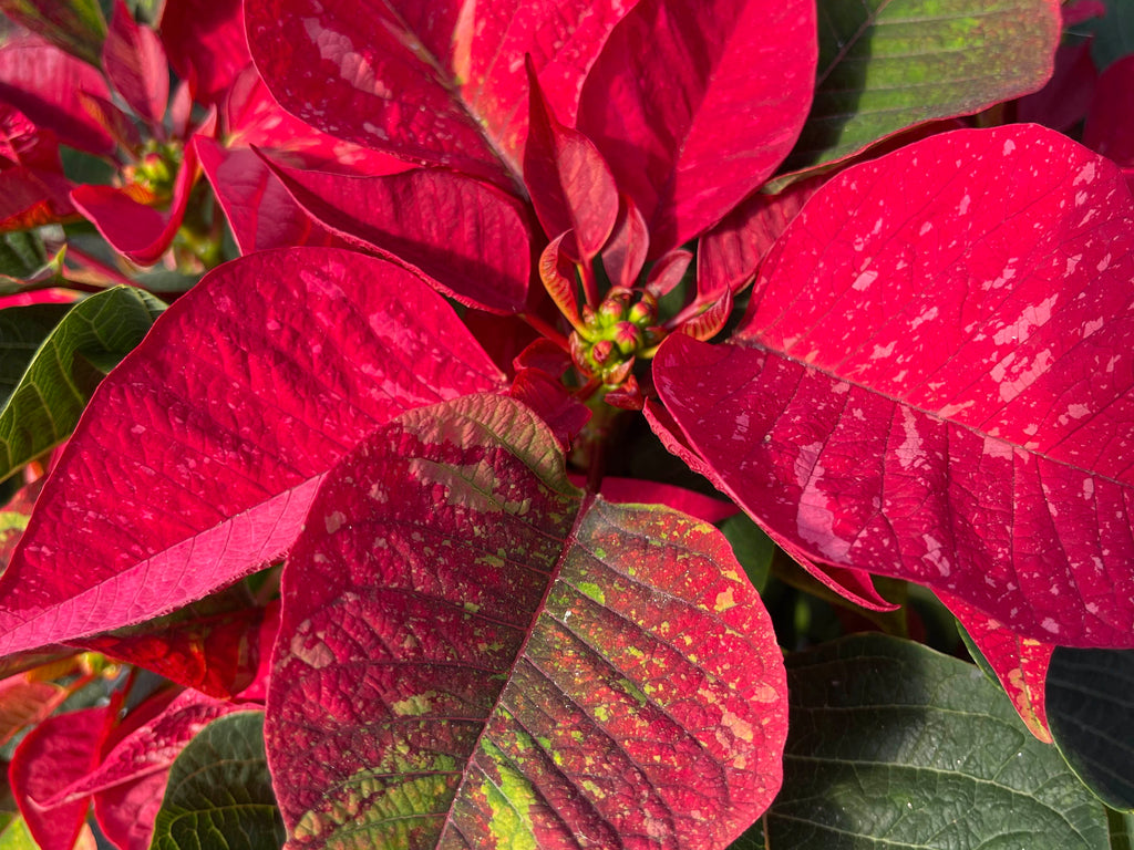 Poinsettia 'Jingle Bells'