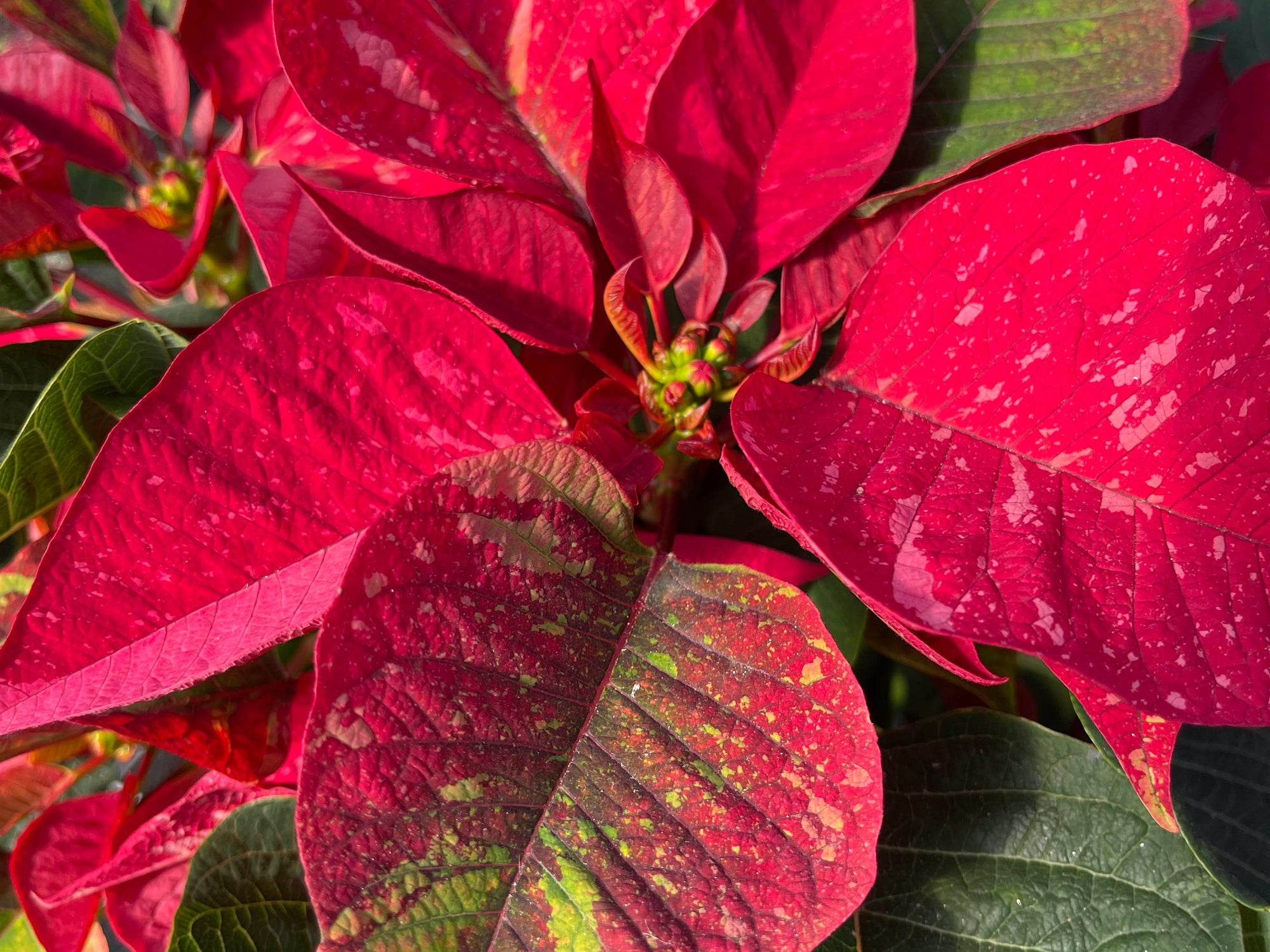 Poinsettia 'Jingle Bells'