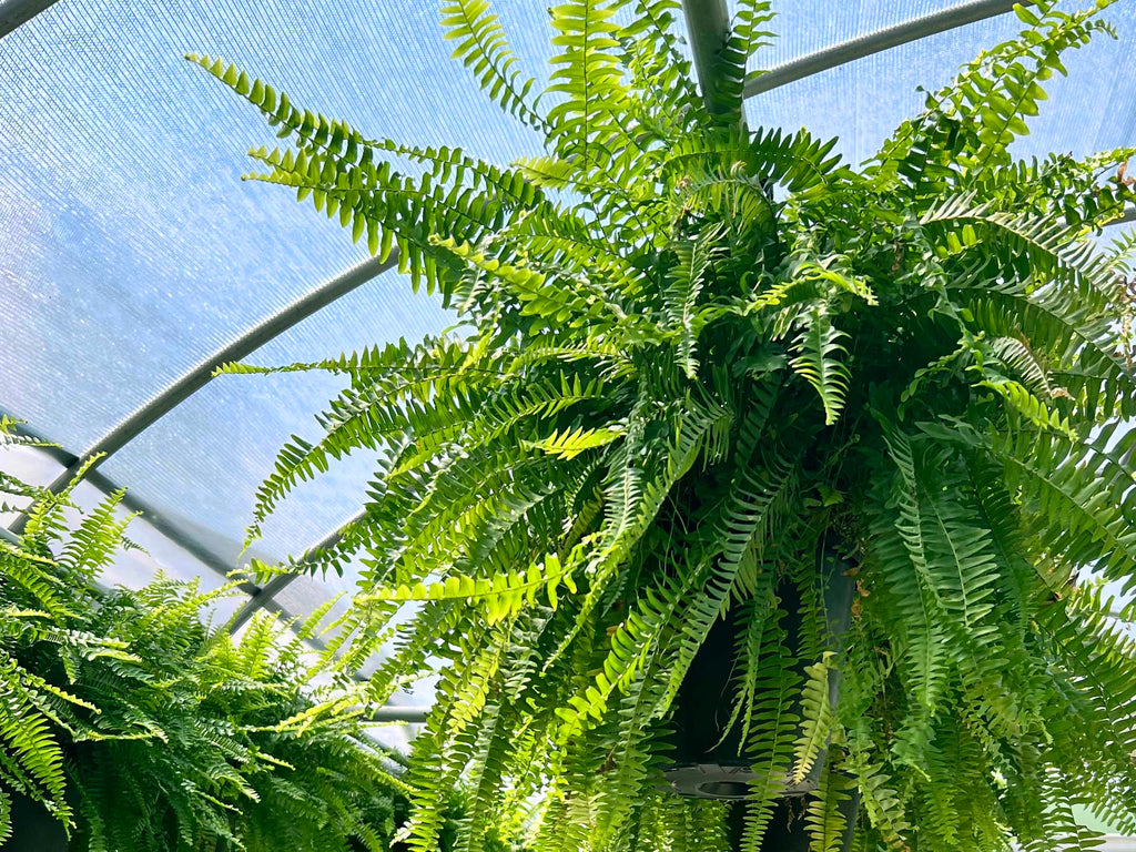Boston Fern