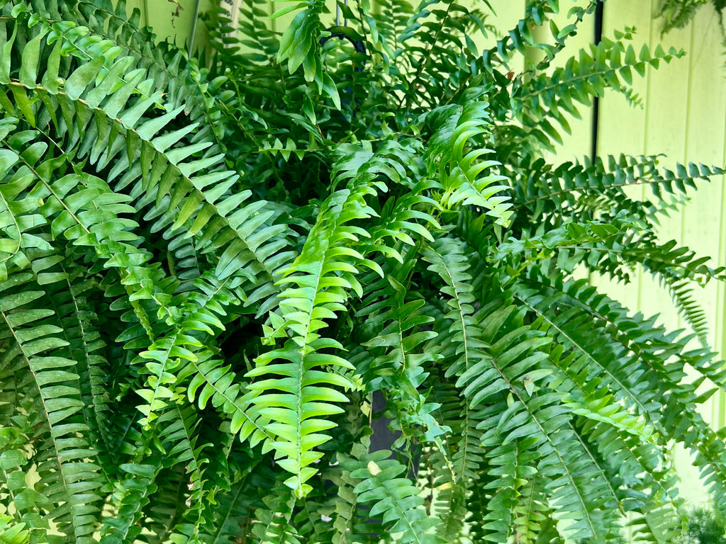 Boston Fern
