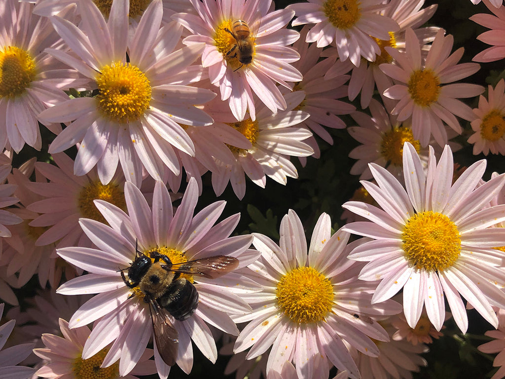Perennial Chrysanthemum 'Single Apricot'