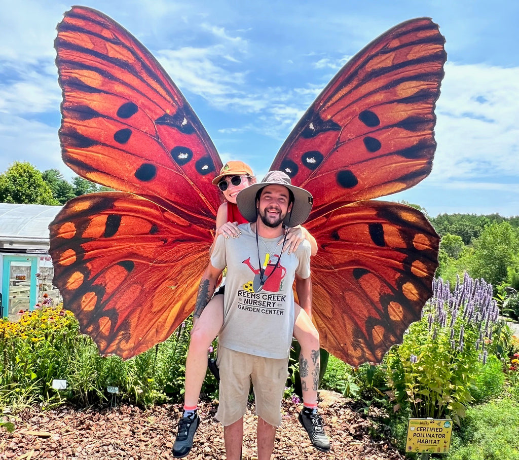 Passiflora incarnata - Native Passionflower