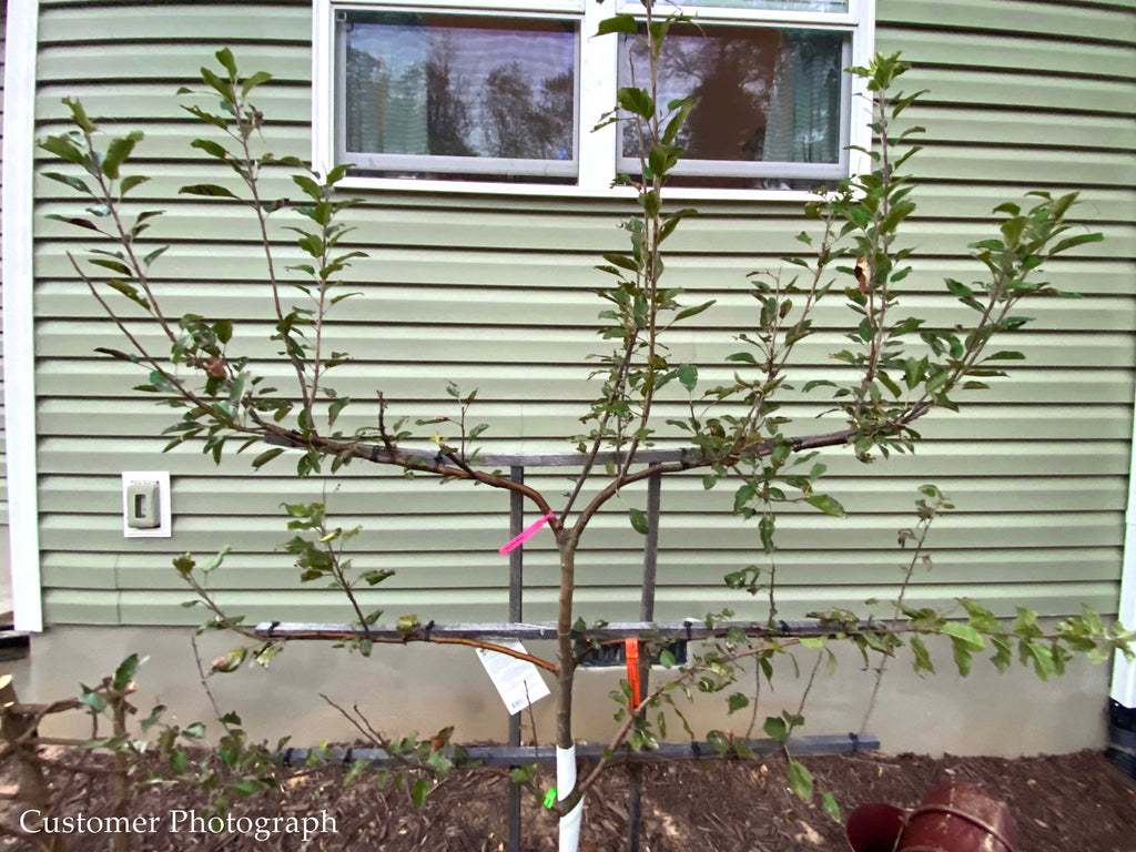 Apple Espalier 3 in 1 Multigraft Trees