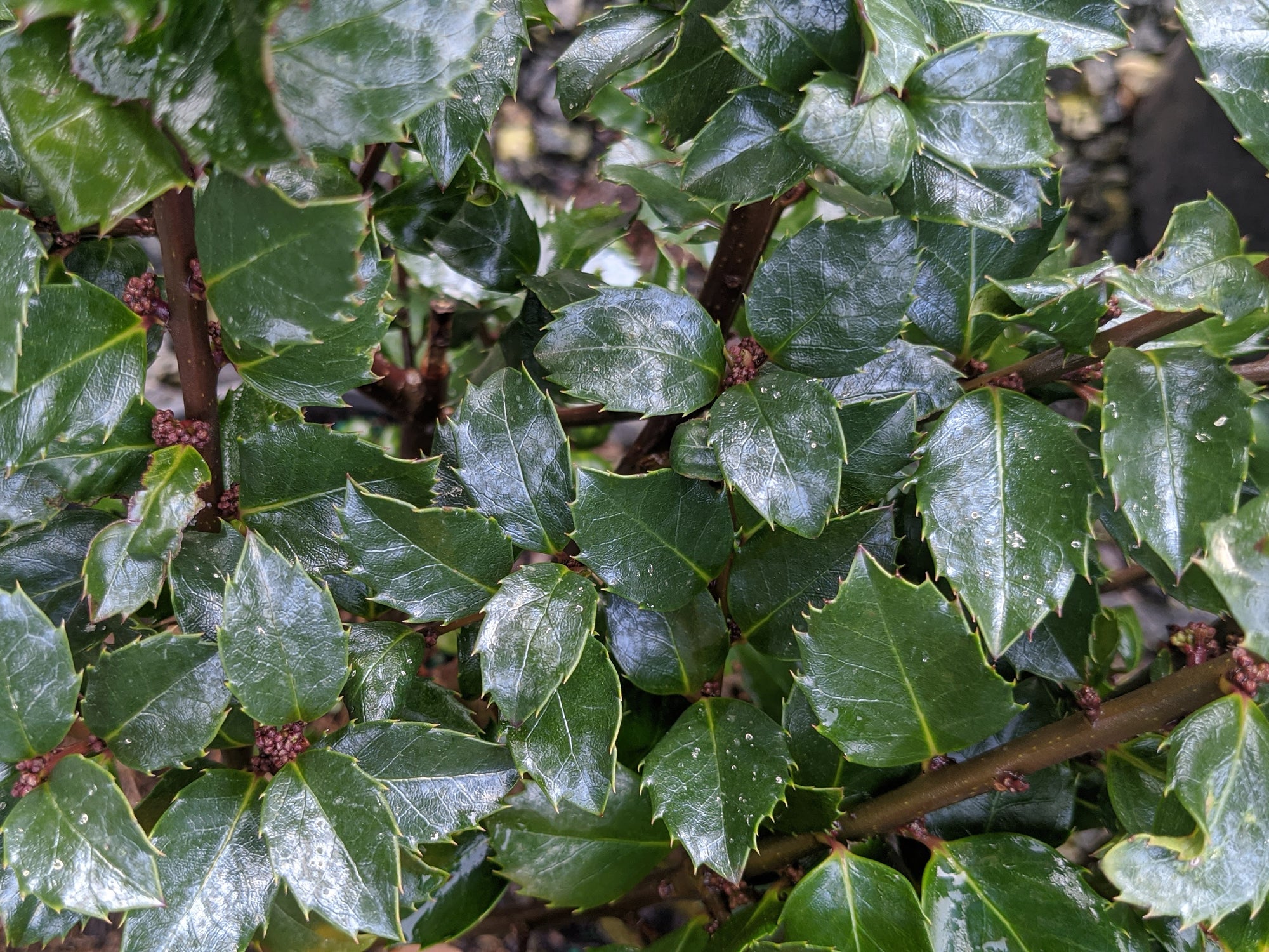 Blue Prince™ Meserve Holly (ILEX X MES. BLUE PRINCE) - 3 gallon 15"