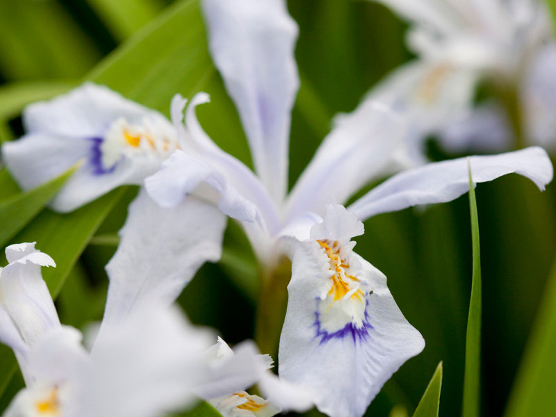 Iris cristata 'Powder Blue Giant'
