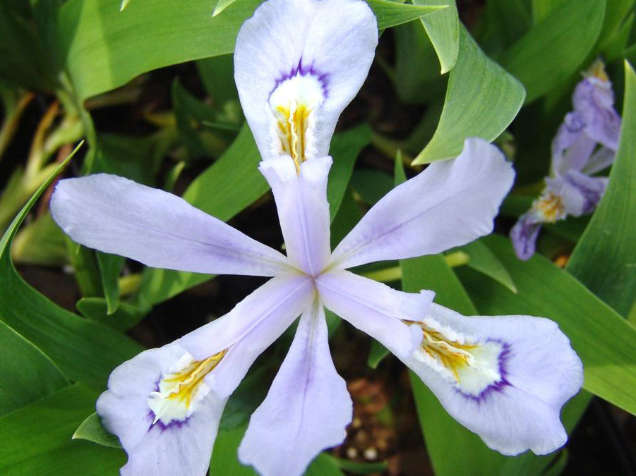Iris cristata 'Powder Blue Giant'
