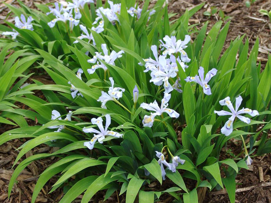 Iris cristata 'Powder Blue Giant'