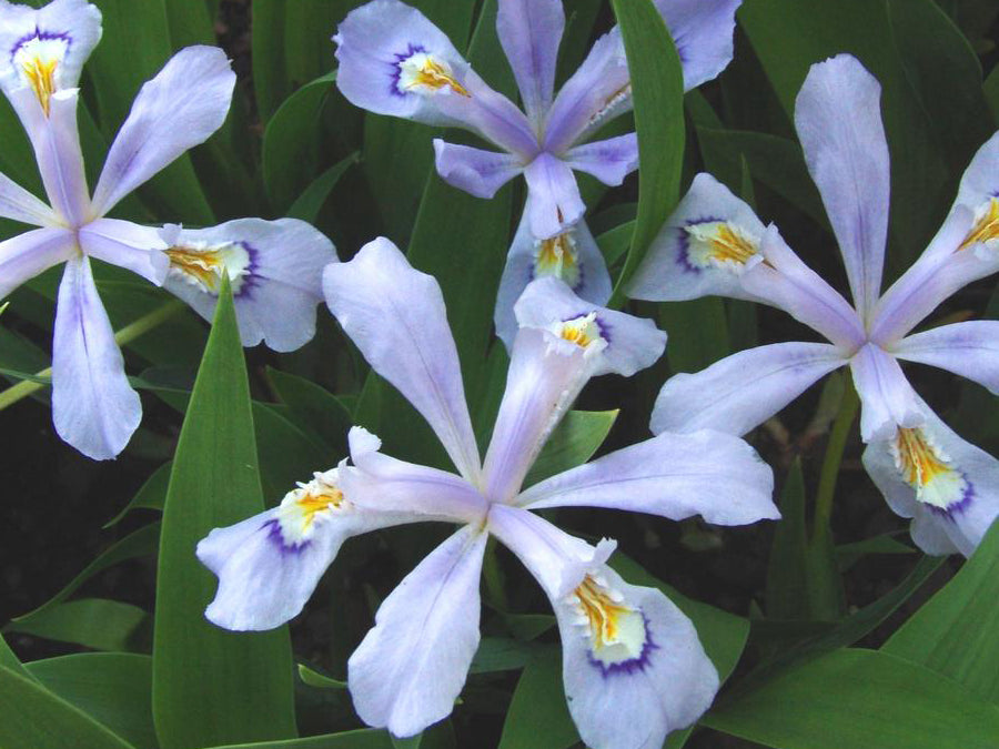 Iris cristata 'Powder Blue Giant'