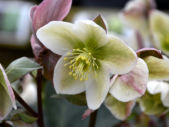 Helleborus - Ivory Prince
