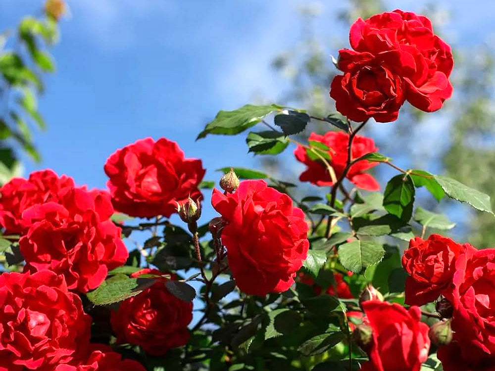 Rose - Kashmir