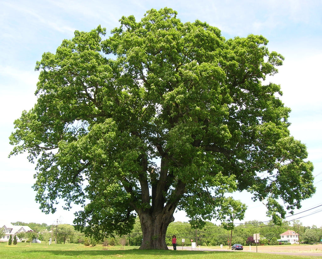 Quercus alba - White Oak