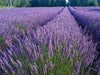 Lavender 'Phenomenal'