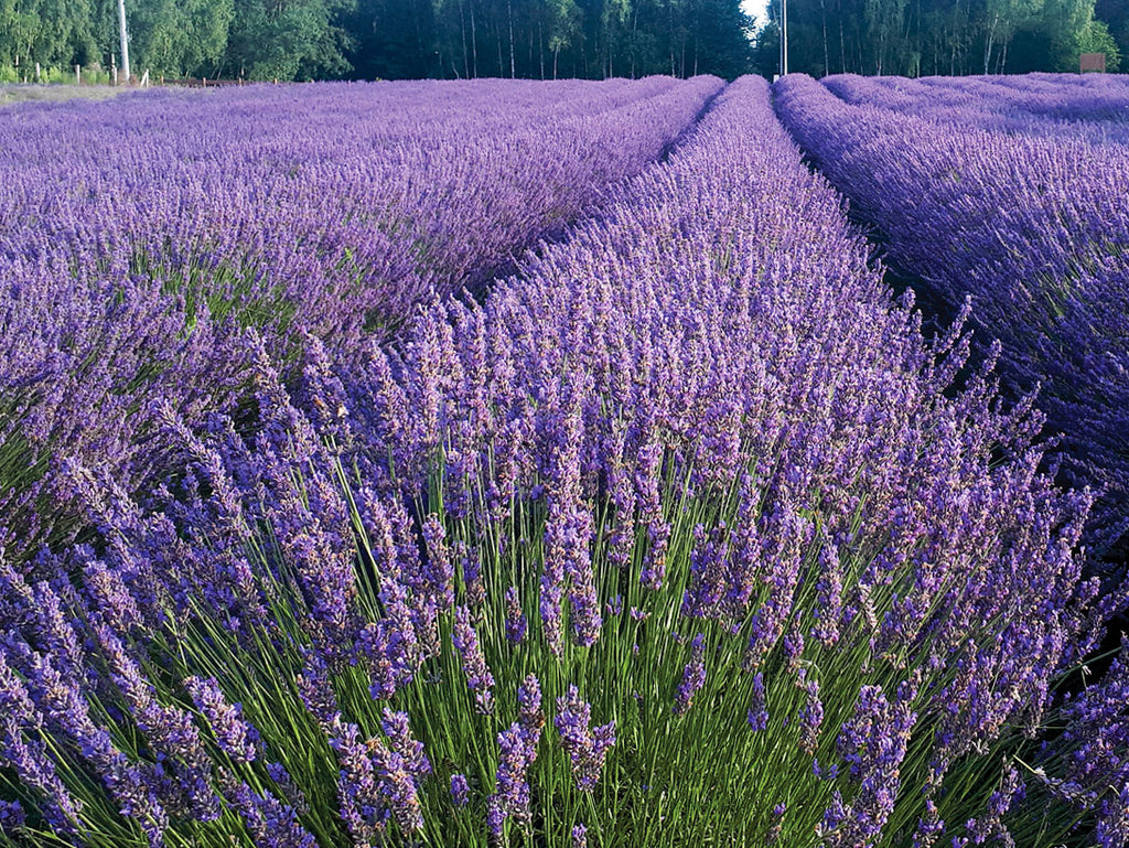 Lavender 'Phenomenal'