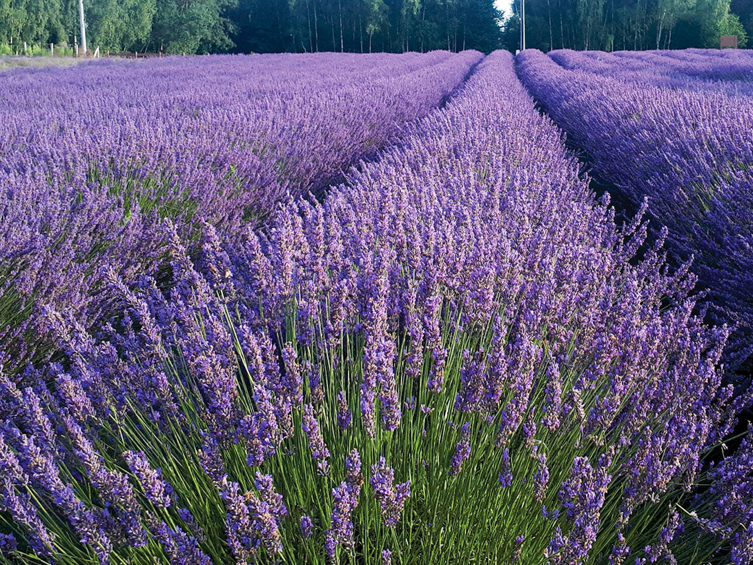 Lavender 'Phenomenal'
