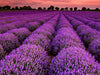 Lavender 'Grosso'