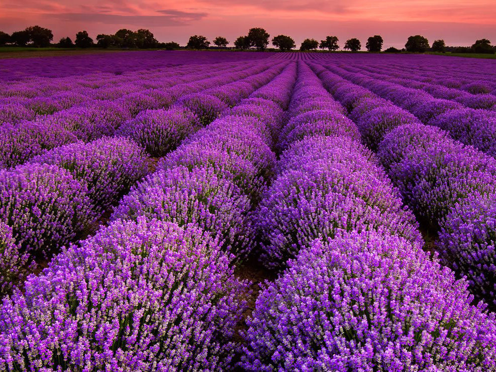 Lavender 'Grosso'