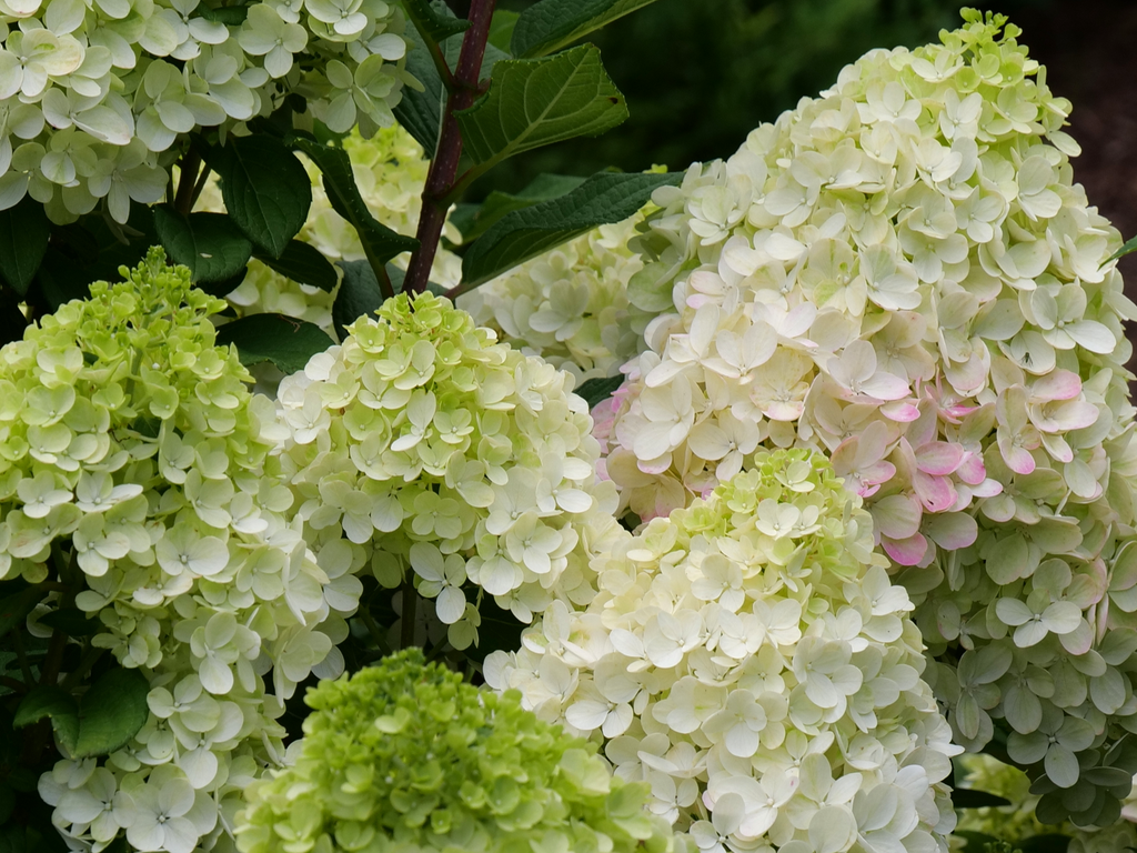 Panicle Hydrangea 'Little Lime Punch'