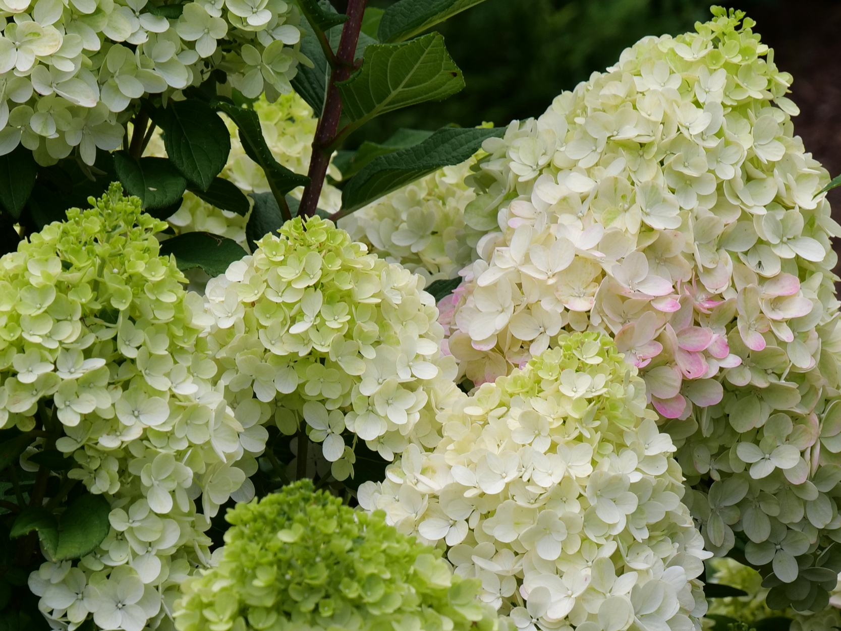 Panicle Hydrangea 'Little Lime Punch'