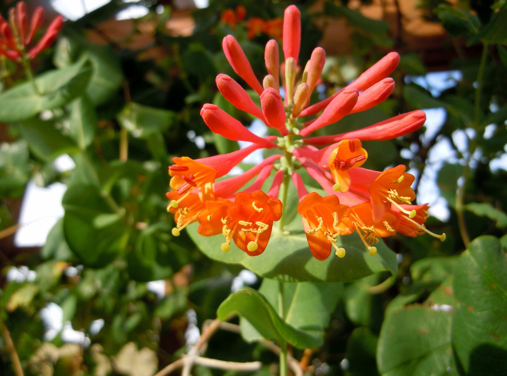 Lonicera x brownii 'Dropmore Scarlet'