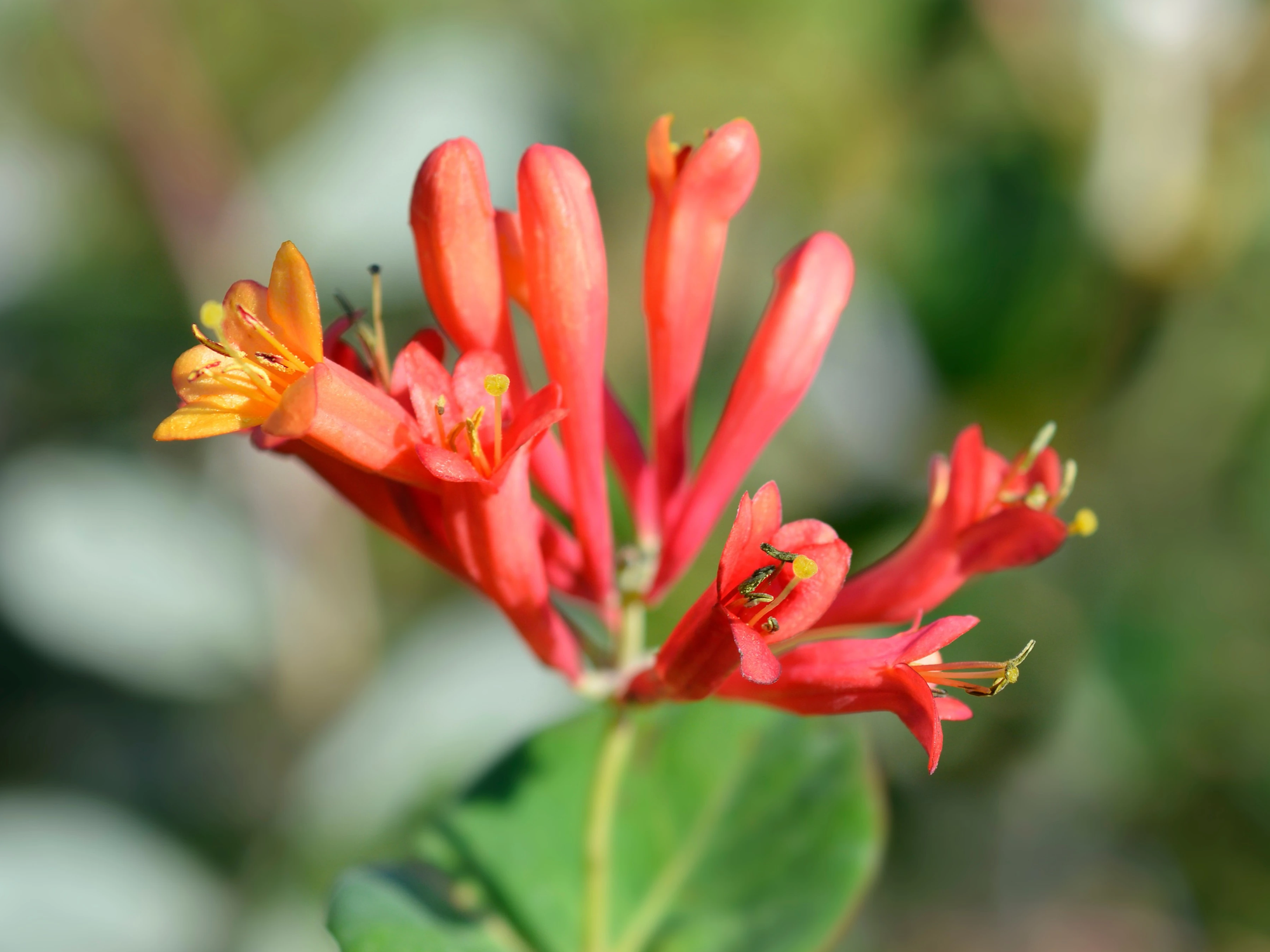 Lonicera x brownii 'Dropmore Scarlet'