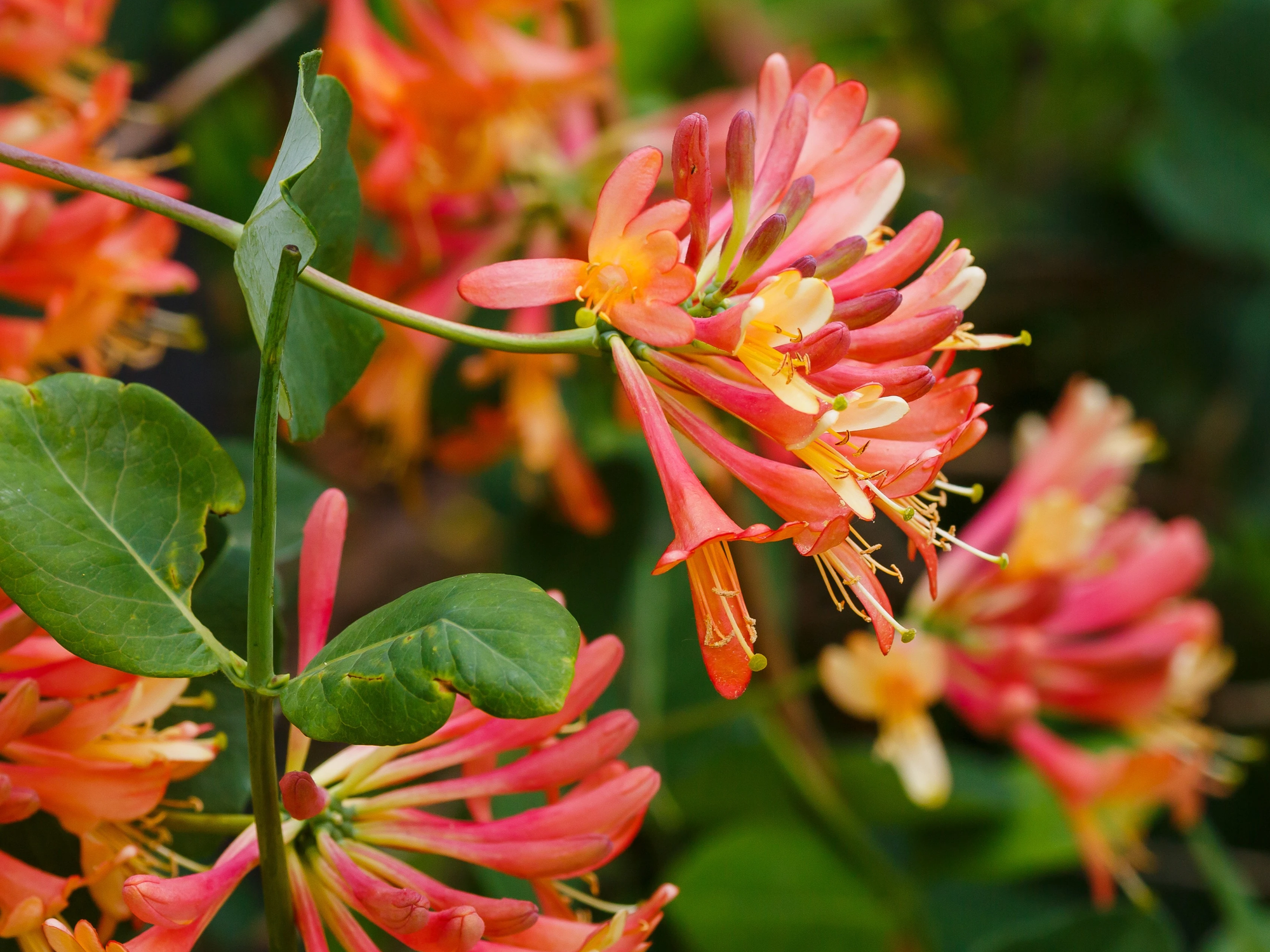 Lonicera x brownii 'Dropmore Scarlet'