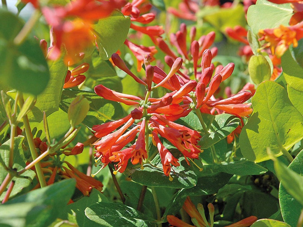 Lonicera x brownii 'Dropmore Scarlet'