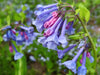 Mertensia virginica - Virginia Bluebells