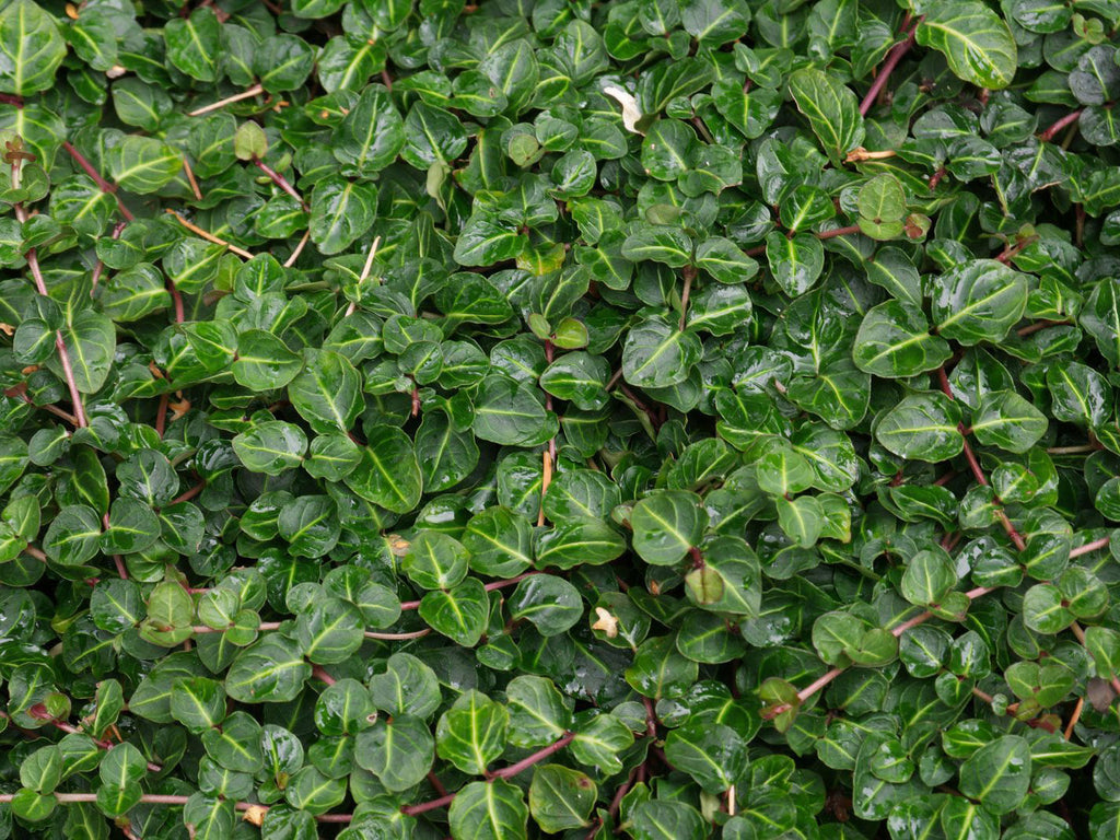 Mitchella repens - Partridgeberry
