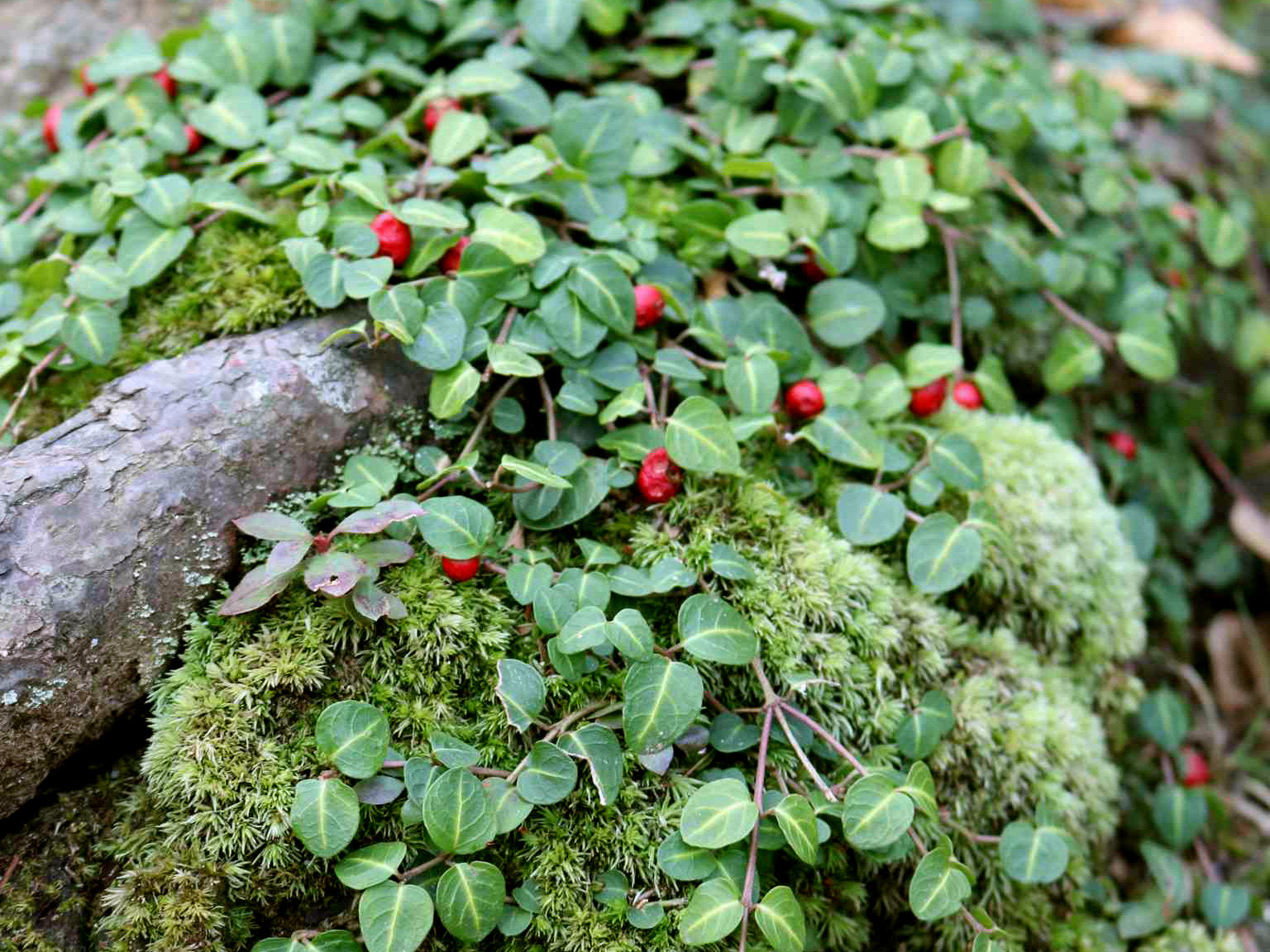 Mitchella repens - Partridgeberry