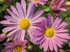 Perennial Chrysanthemum - Ryan's Pink