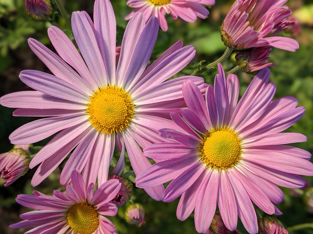 Perennial Chrysanthemum - Ryan's Pink