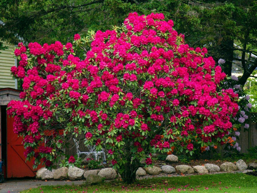 Rhododendron 'Nova Zembla'