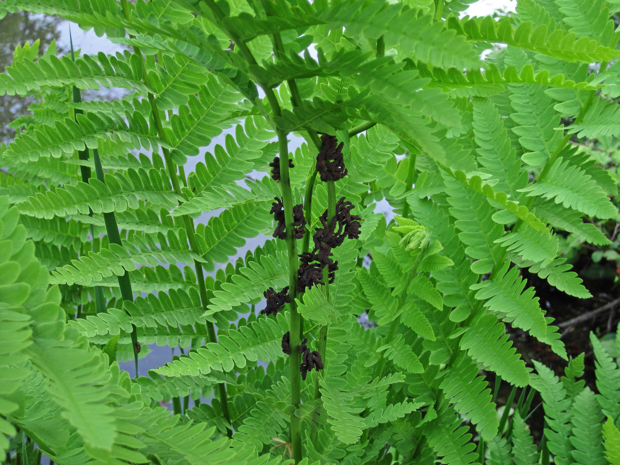 Osmunda claytoniana - Interrupted Fern