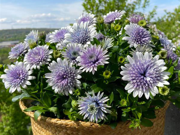 Osteospermum 4D™ Blue Ice