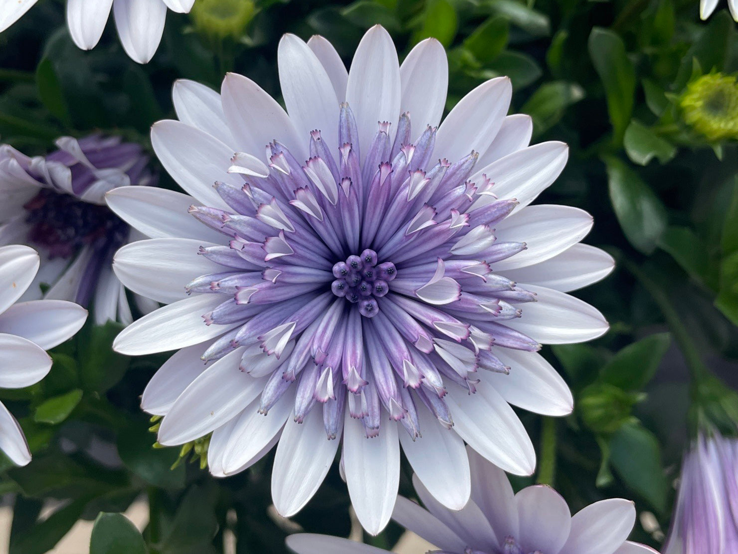 Osteospermum 4D™ Blue Ice