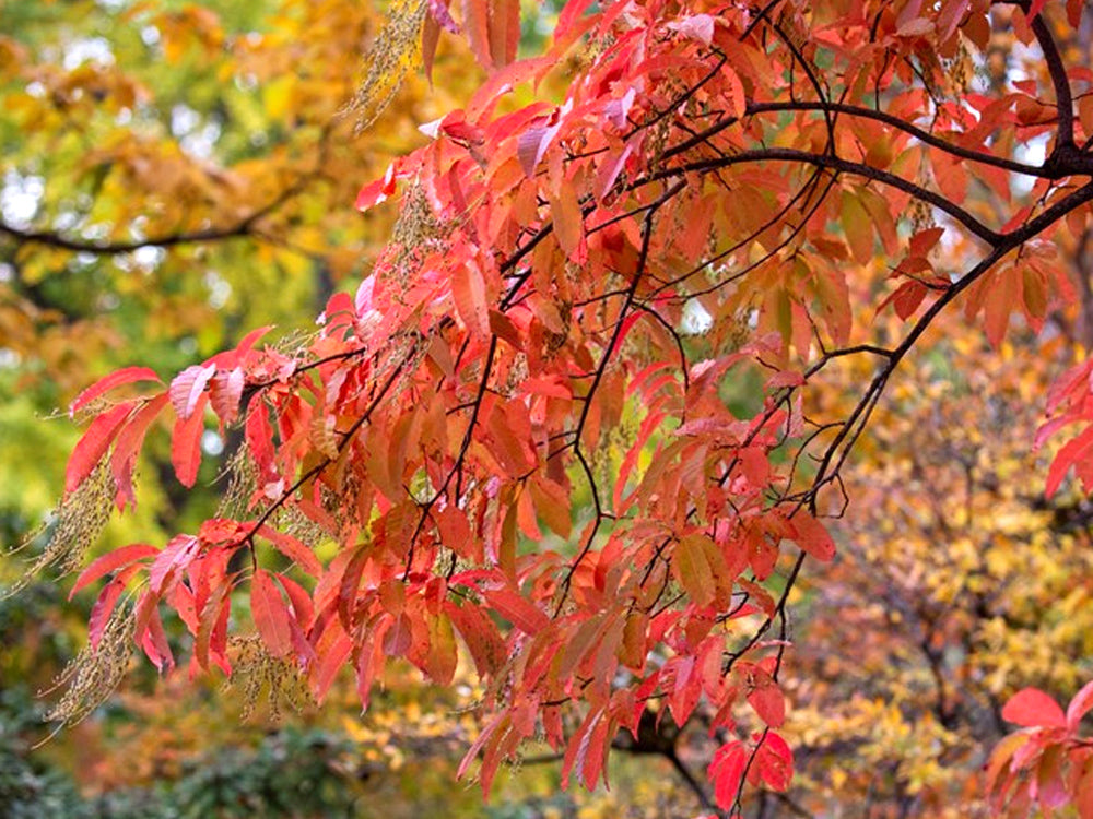 Oxydendrum arboreum - Sourwood