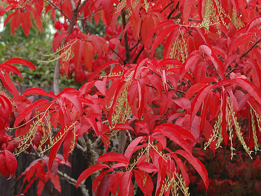Oxydendrum arboreum - Sourwood
