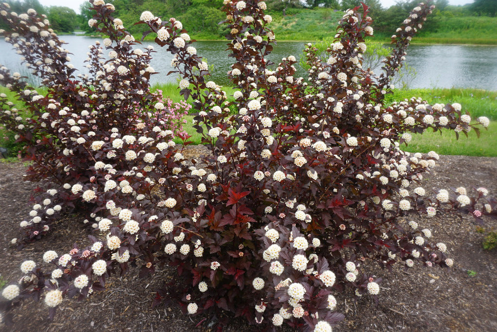 Physocarpus opulifolius 'Ginger Wine'
