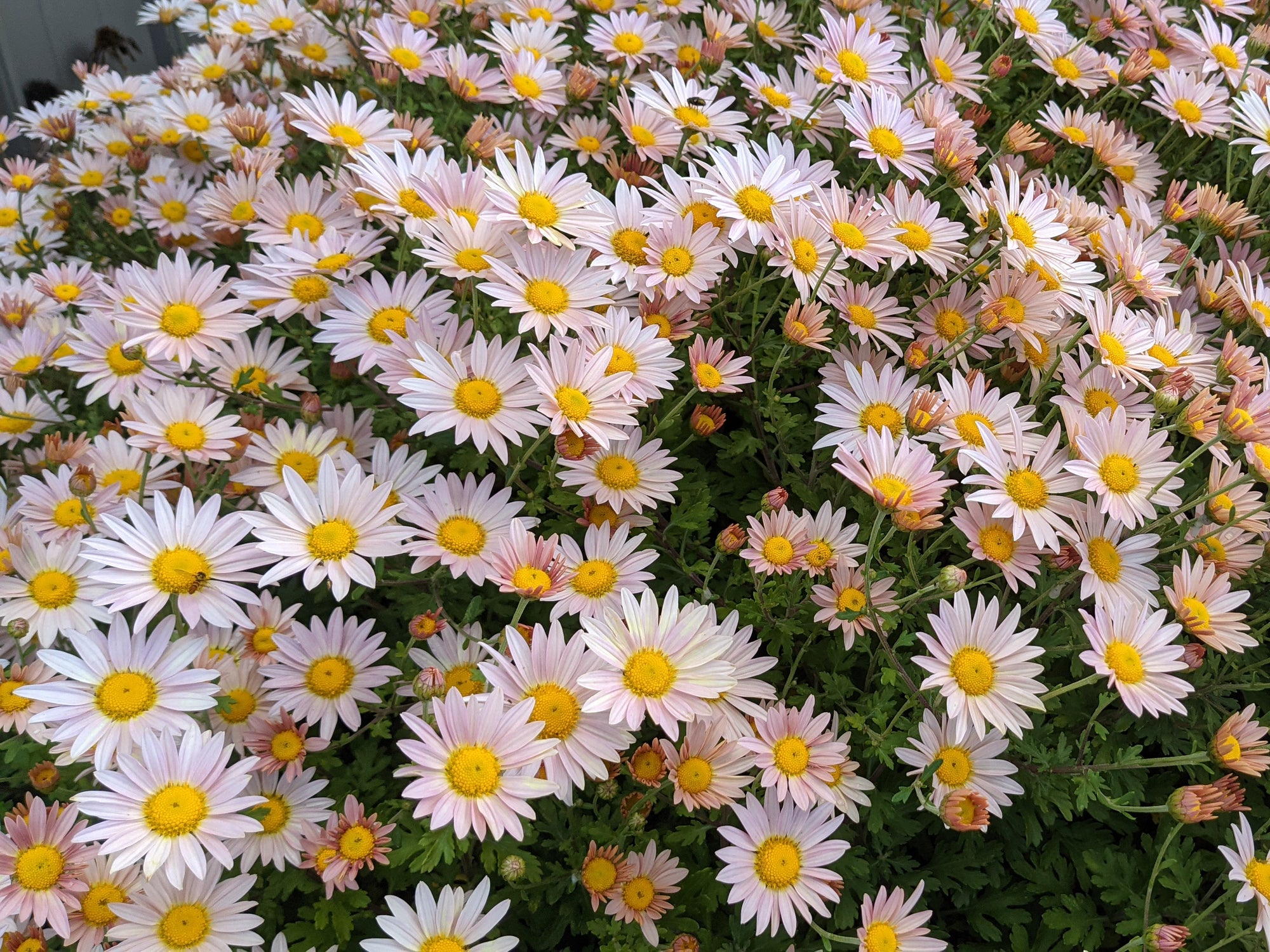 Perennial Chrysanthemum 'Single Apricot'