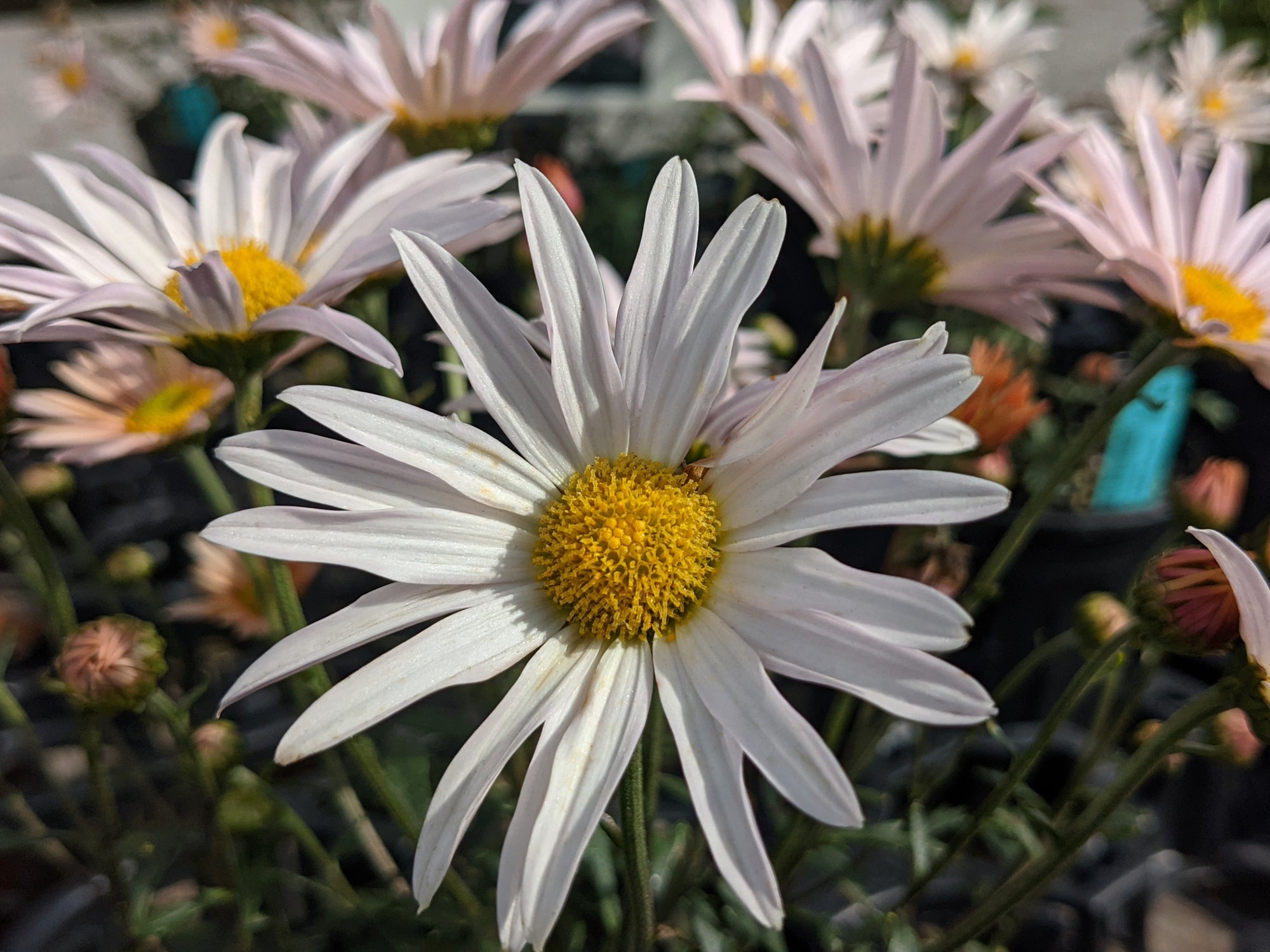 Perennial Chrysanthemum 'Single Apricot'