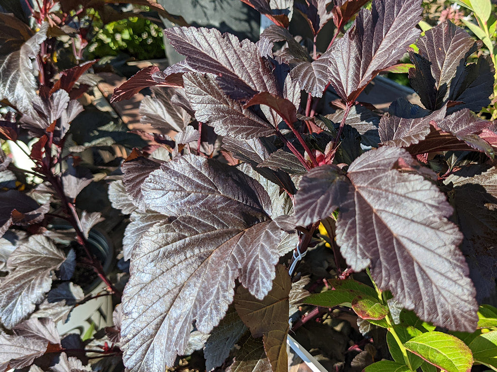 Physocarpus opulifolius 'Ginger Wine'