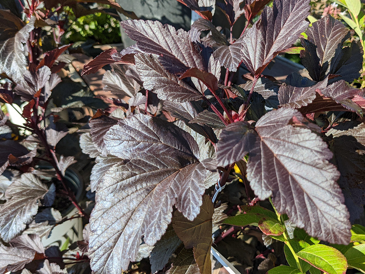 Physocarpus opulifolius 'Ginger Wine'